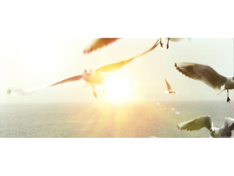 Peter Bischoff: Gulls IV