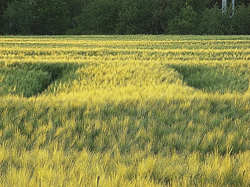Peter Bischoff: In The Field I