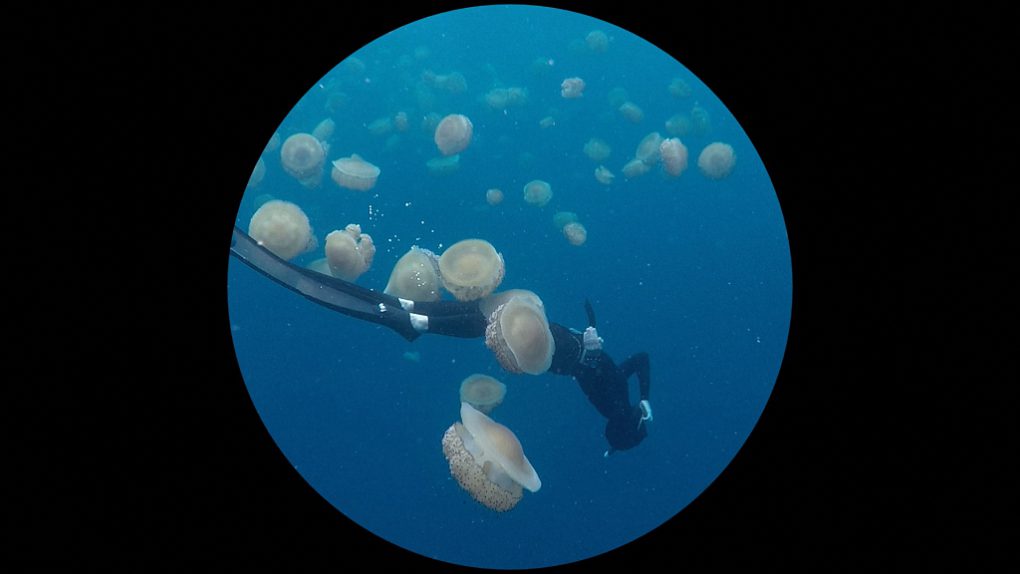 Barbara Ehrmann: Jelleyfish_Bubbles, 2018
