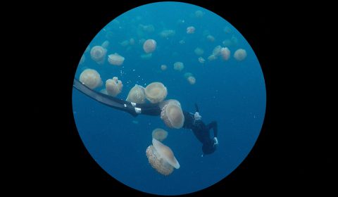 Barbara Ehrmann: Jelleyfish_Bubbles, 2018