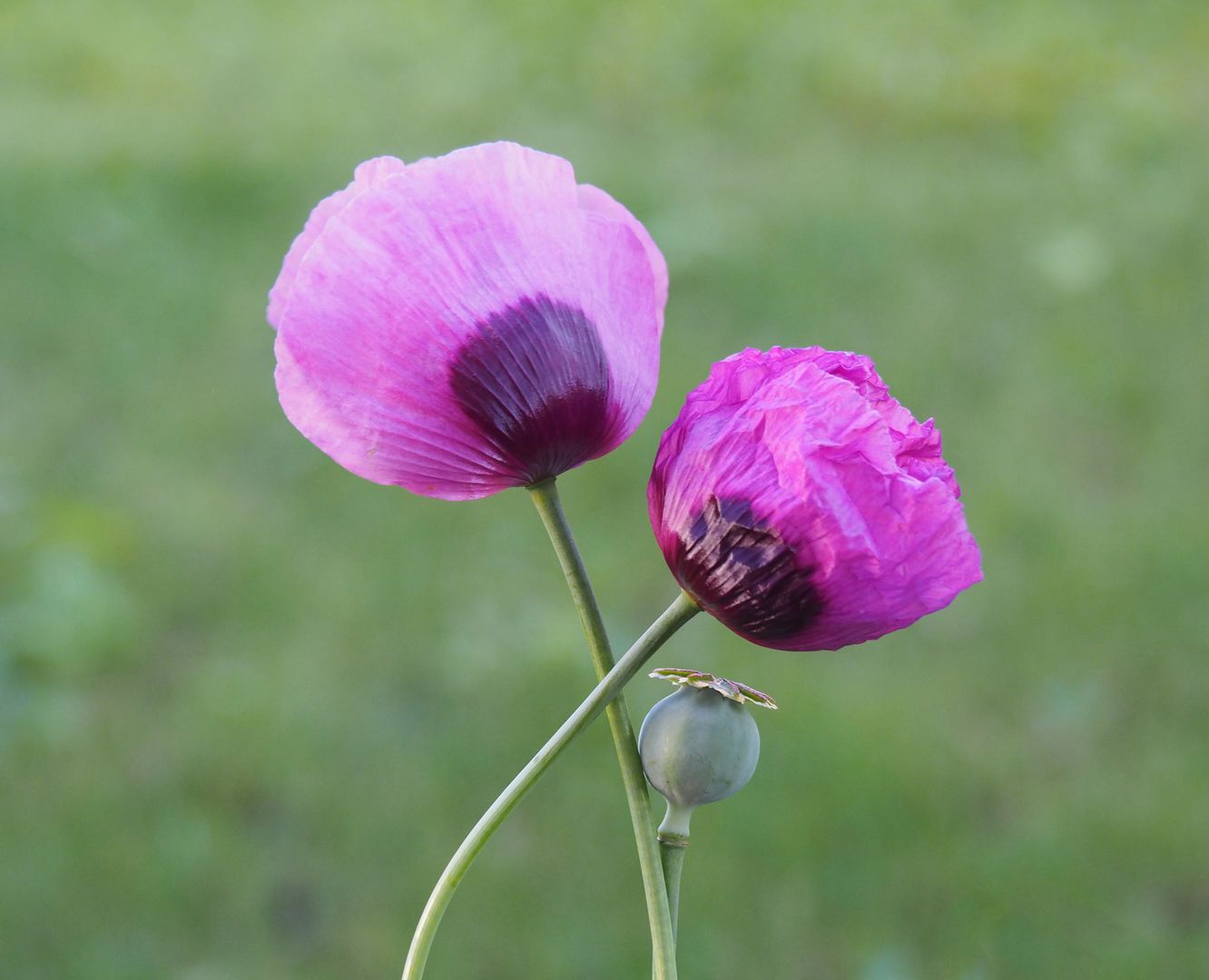 Manuela Bacalja: Blumenfreundschaft