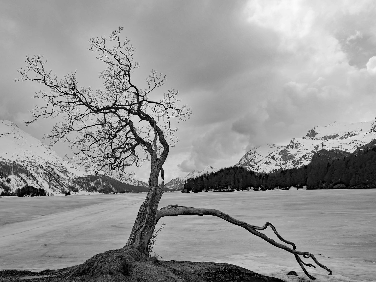 Manuela Bacalja: Magic Tree Sils Maria