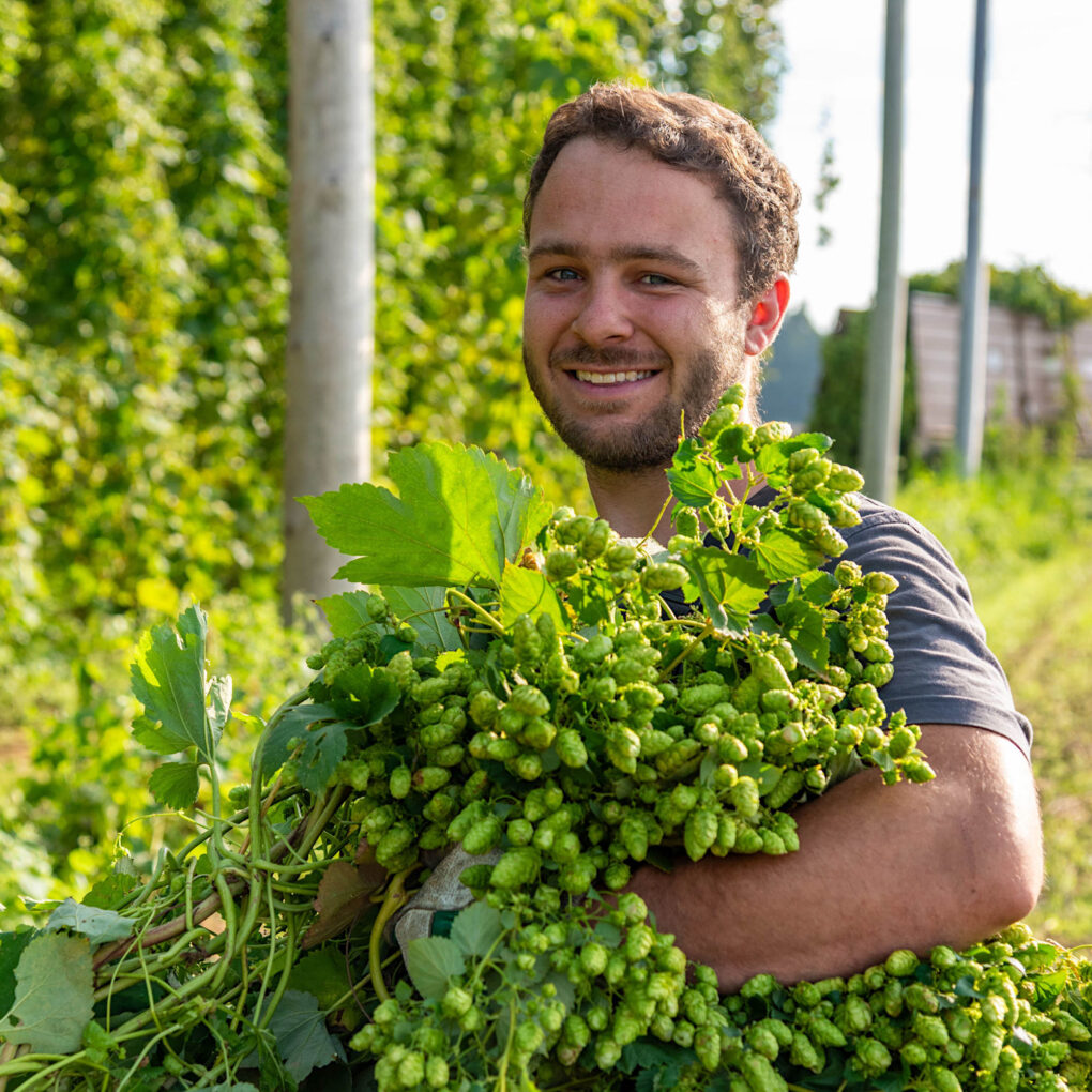 Bilderwerkstatt Ravensburg: Grünkraut Hopfenernte