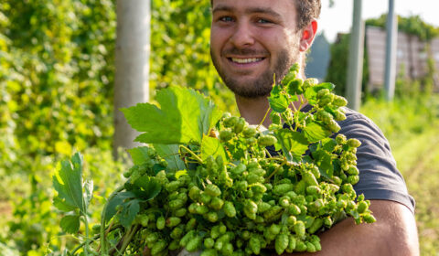 Bilderwerkstatt Ravensburg: Grünkraut Hopfenernte